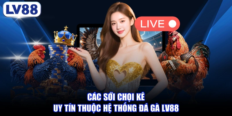 Các sới chọi kê uy tín thuộc hệ thống đá gà LV88