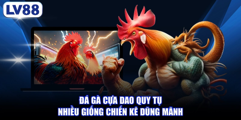 Đá gà cựa dao quy tụ nhiều giống chiến kê dũng mãnh